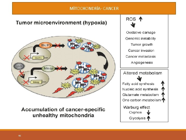 MİTOCHONDRİA- CANCER 0 C 