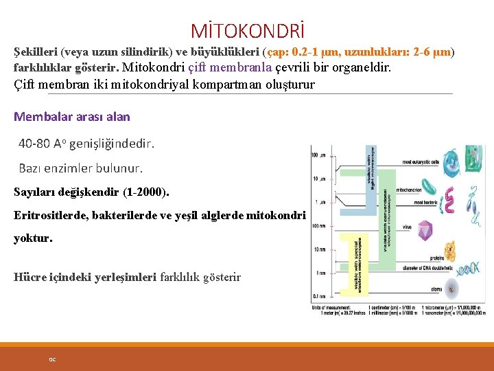 MİTOKONDRİ Şekilleri (veya uzun silindirik) ve büyüklükleri (çap: 0. 2 -1 μm, uzunlukları: 2