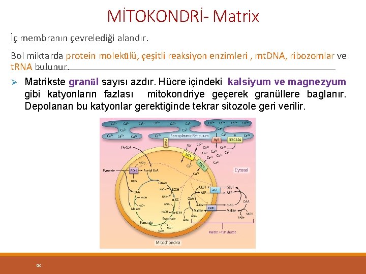 MİTOKONDRİ- Matrix İç membranın çevrelediği alandır. Bol miktarda protein molekülü, çeşitli reaksiyon enzimleri ,