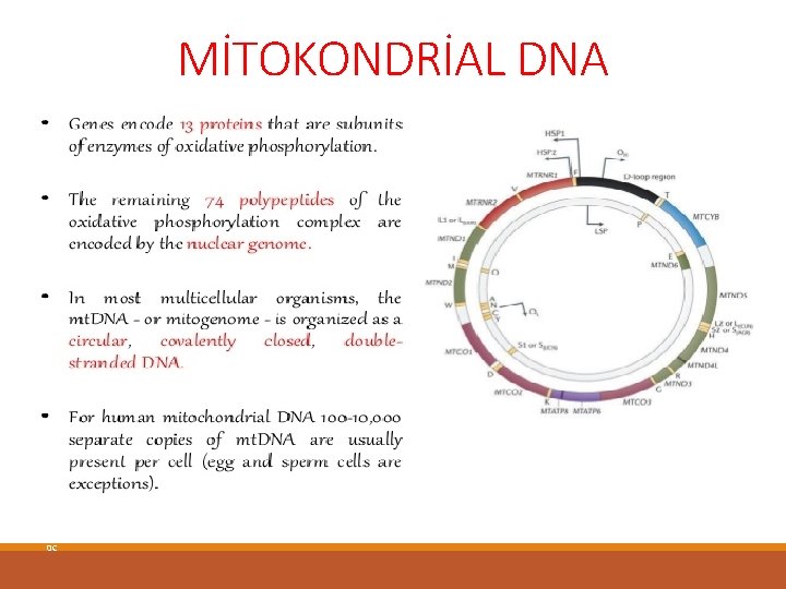 MİTOKONDRİAL DNA 0 C 