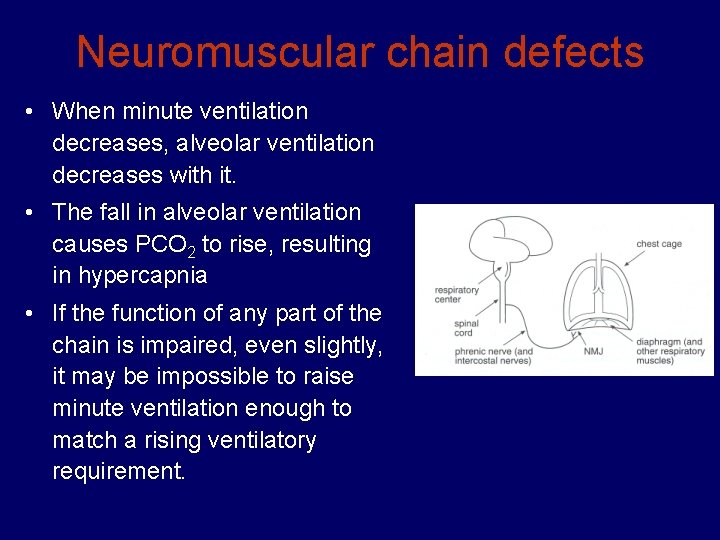 Neuromuscular chain defects • When minute ventilation decreases, alveolar ventilation decreases with it. •