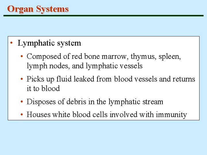 Organ Systems • Lymphatic system • Composed of red bone marrow, thymus, spleen, lymph