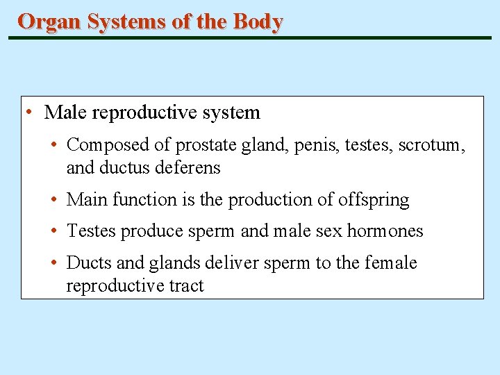 Organ Systems of the Body • Male reproductive system • Composed of prostate gland,