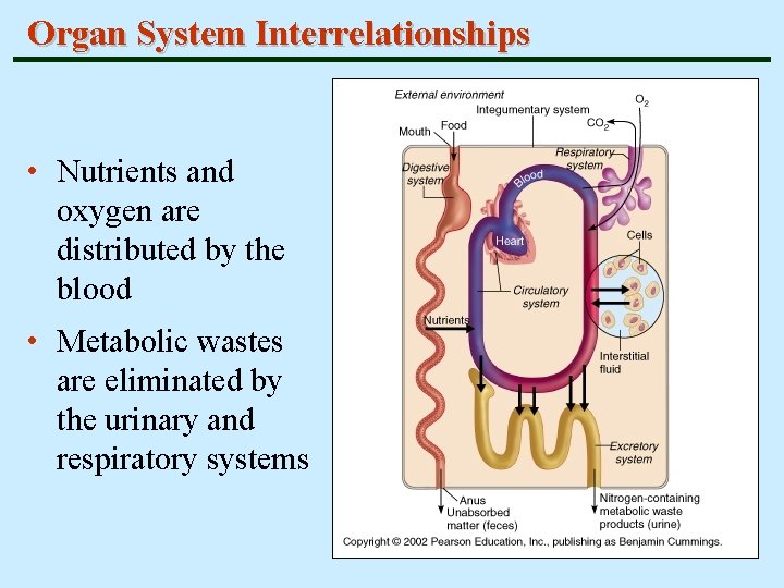 Organ System Interrelationships • Nutrients and oxygen are distributed by the blood • Metabolic