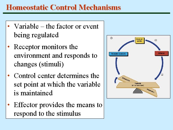 Homeostatic Control Mechanisms • Variable – the factor or event being regulated • Receptor