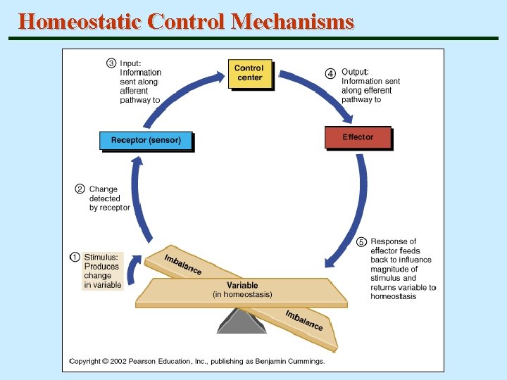 Homeostatic Control Mechanisms 