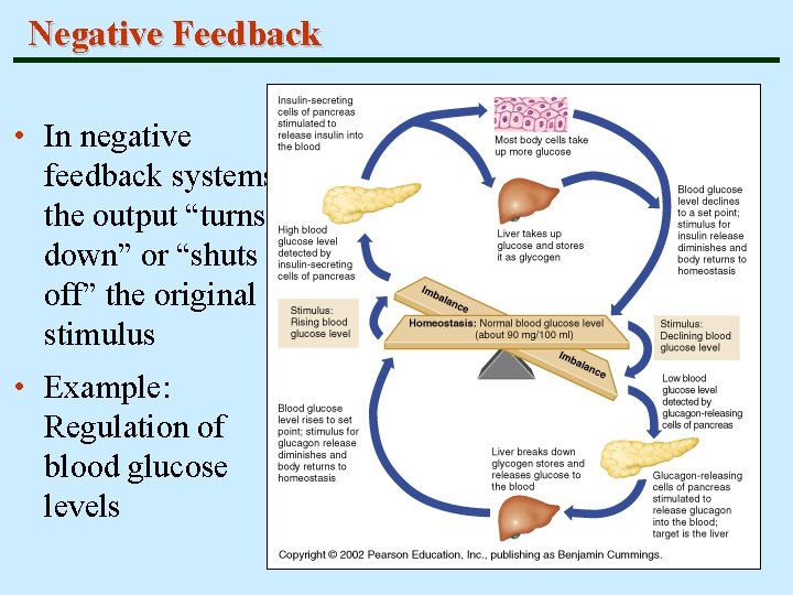 Negative Feedback • In negative feedback systems, the output “turns down” or “shuts off”