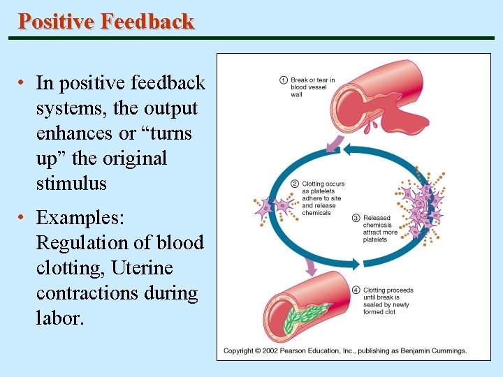 Positive Feedback • In positive feedback systems, the output enhances or “turns up” the