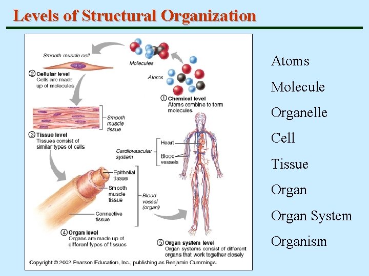 Levels of Structural Organization Atoms Molecule Organelle Cell Tissue Organ System Organism 