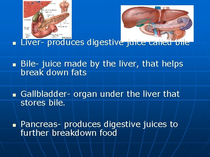 n n Liver- produces digestive juice called bile Bile- juice made by the liver,