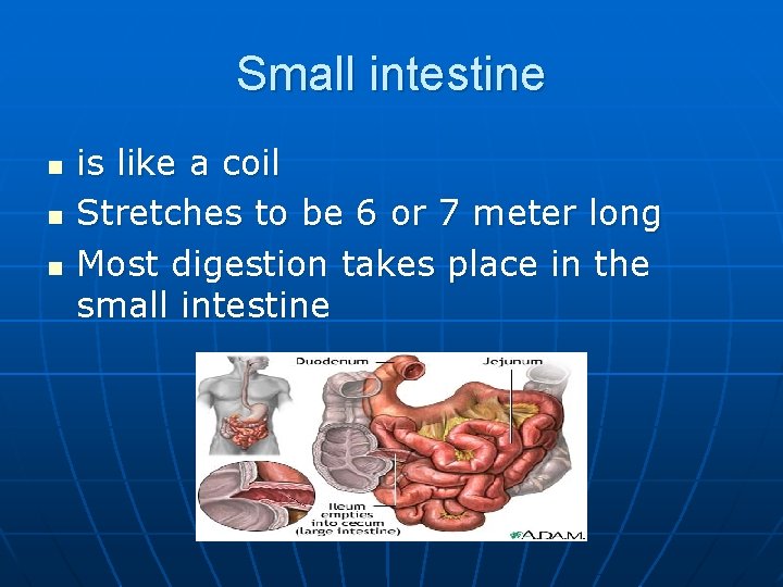 Small intestine n n n is like a coil Stretches to be 6 or