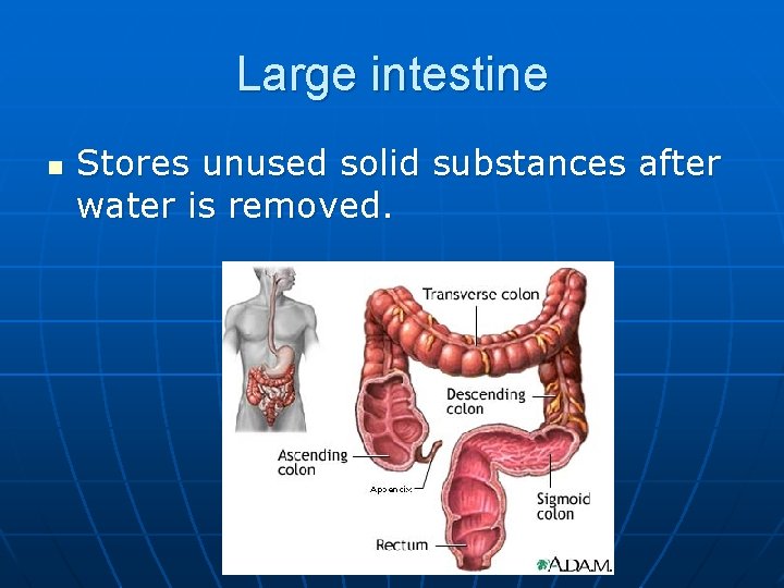 Large intestine n Stores unused solid substances after water is removed. 