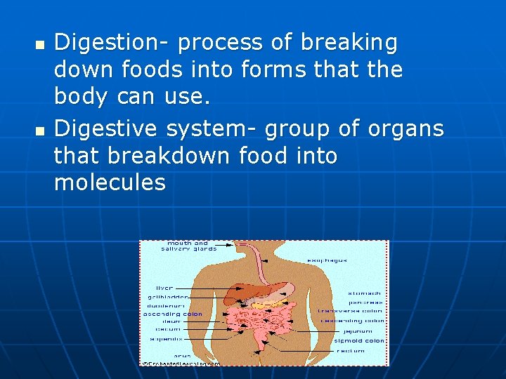 n n Digestion- process of breaking down foods into forms that the body can