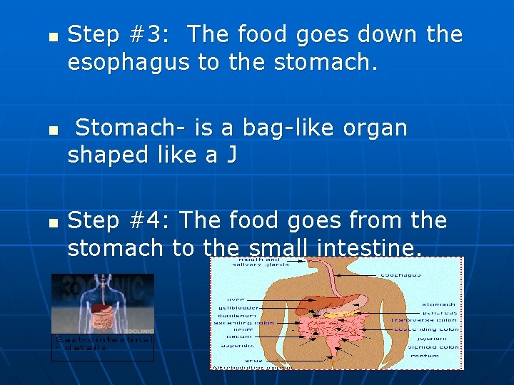 n n n Step #3: The food goes down the esophagus to the stomach.