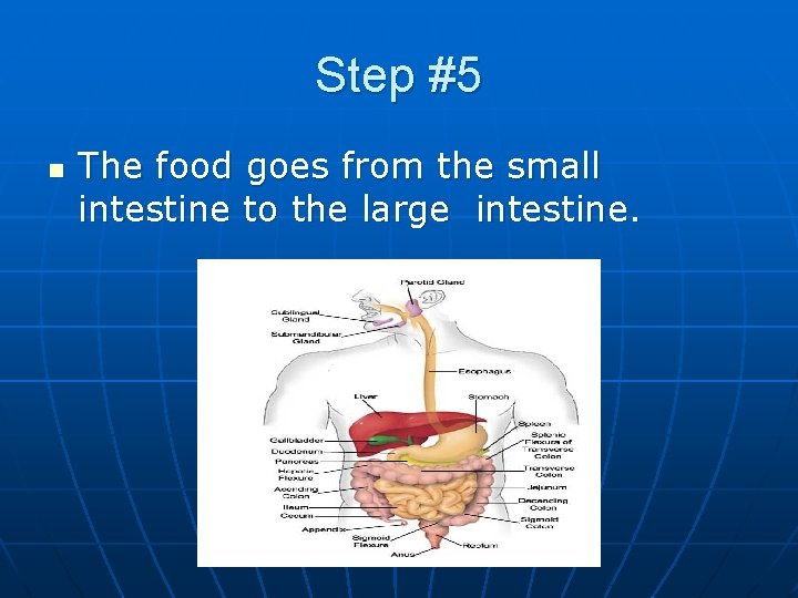 Step #5 n The food goes from the small intestine to the large intestine.