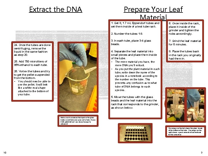 Extract the DNA Prepare Your Leaf Material 1. Get 8, 1. 7 m. L