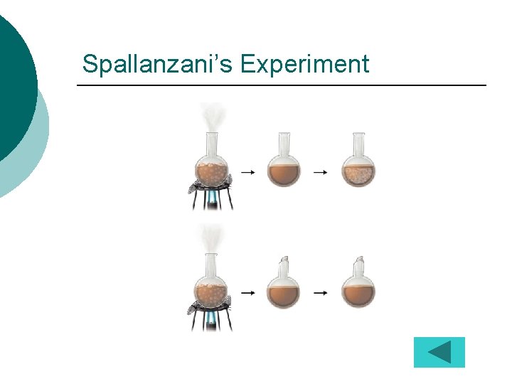 Spallanzani’s Experiment 