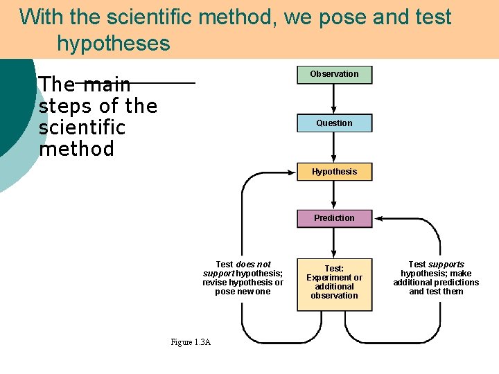 With the scientific method, we pose and test hypotheses ¡ Observation The main steps