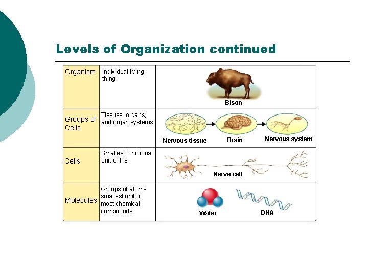 Section 1 -3 Levels of Organization continued Organism Individual living thing Bison Tissues, organs,