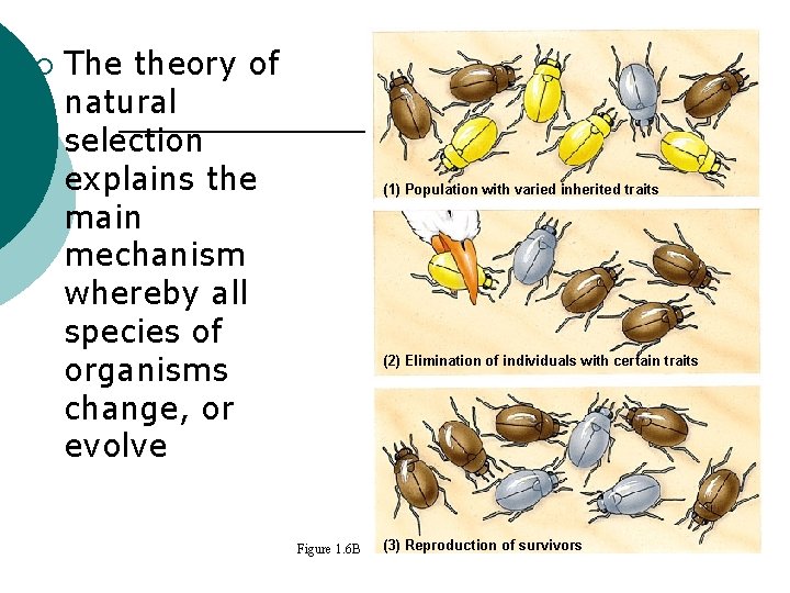 ¡ The theory of natural selection explains the main mechanism whereby all species of