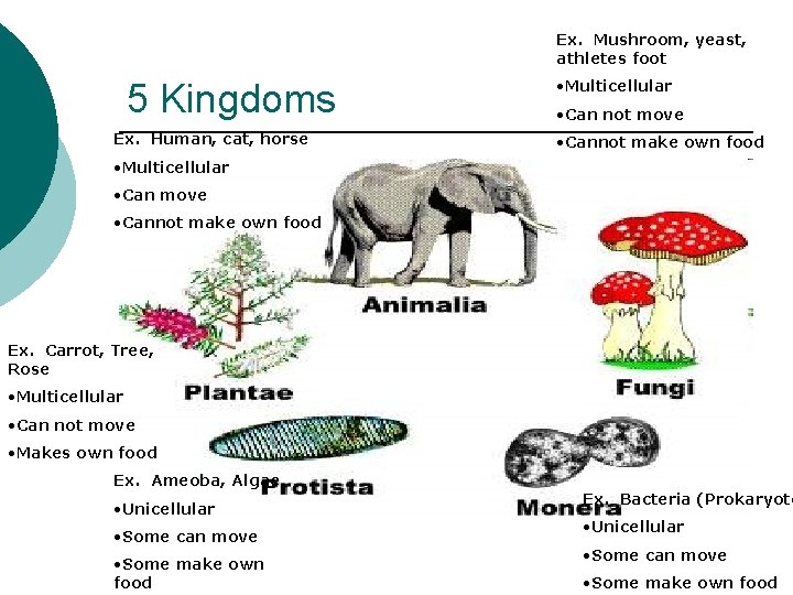 Ex. Mushroom, yeast, athletes foot 5 Kingdoms Ex. Human, cat, horse • Multicellular •