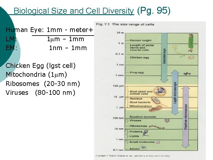 Biological Size and Cell Diversity (Pg. 95) Human Eye: 1 mm - meter+ LM: