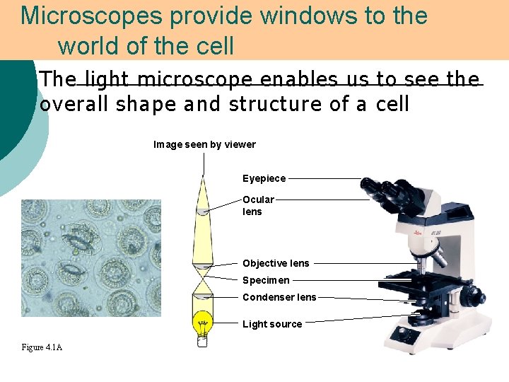 Microscopes provide windows to the world of the cell ¡ The light microscope enables