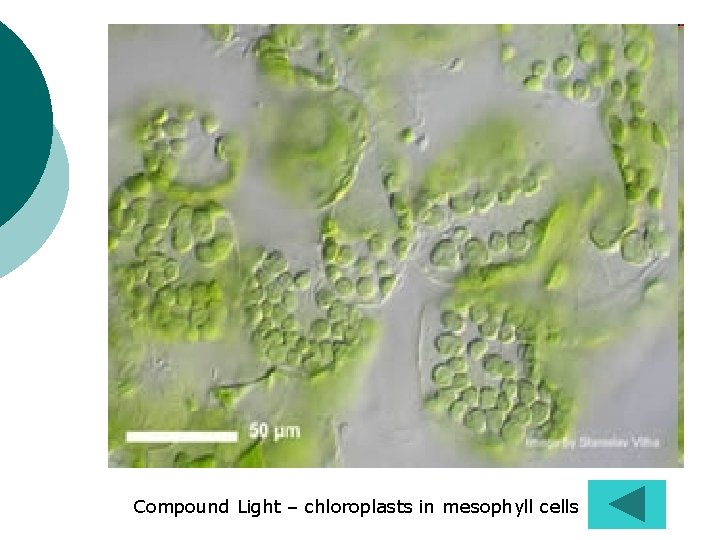 Compound Light – chloroplasts in mesophyll cells 