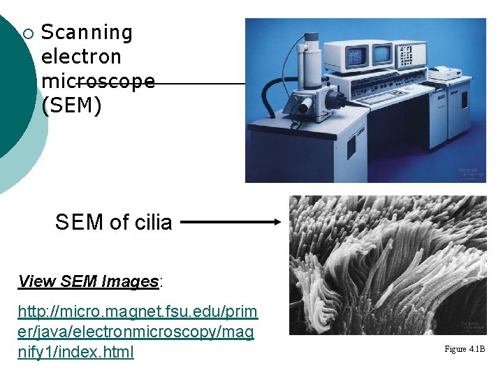 ¡ Scanning electron microscope (SEM) SEM of cilia View SEM Images: http: //micro. magnet.