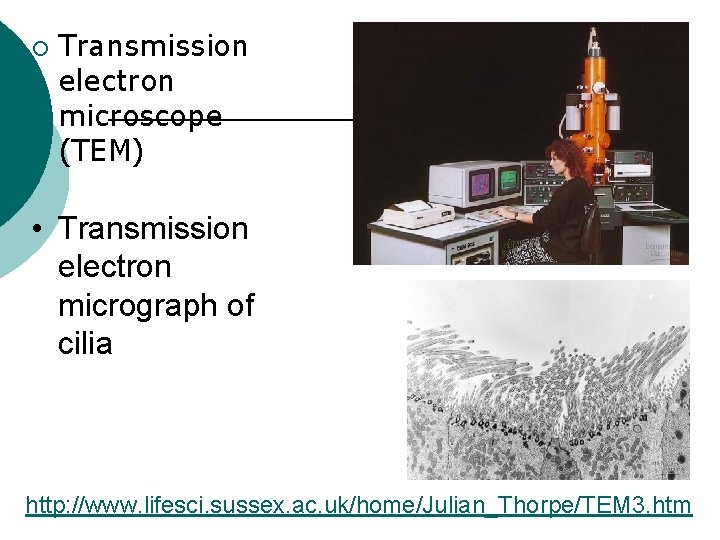 ¡ Transmission electron microscope (TEM) • Transmission electron micrograph of cilia Figure 4. 1