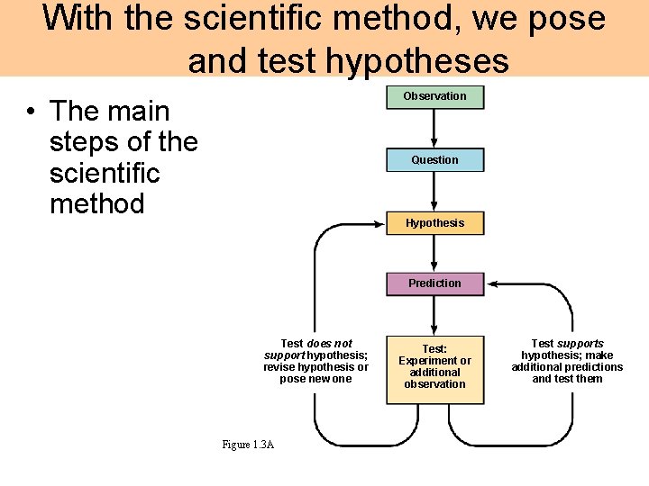 With the scientific method, we pose and test hypotheses Observation • The main steps