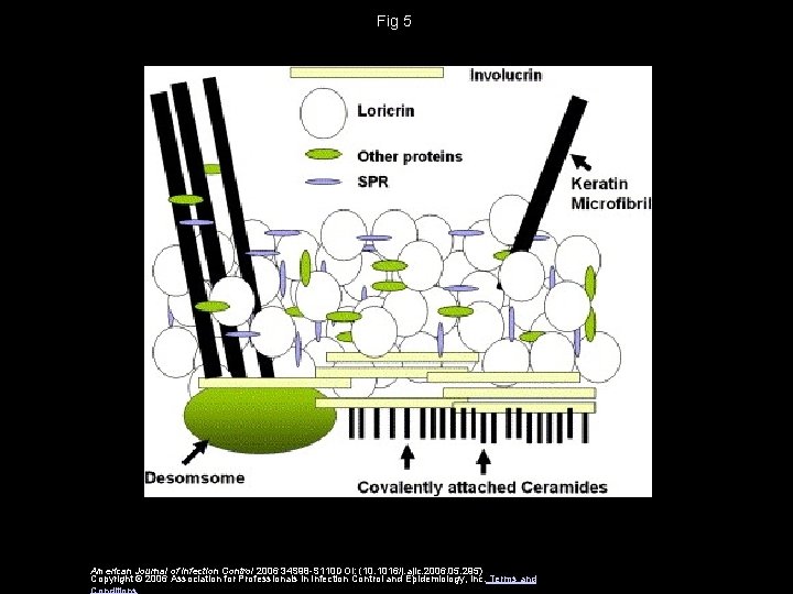 Fig 5 American Journal of Infection Control 2006 34 S 98 -S 110 DOI: