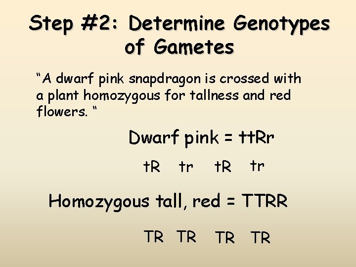 Step #2: Determine Genotypes of Gametes “A dwarf pink snapdragon is crossed with a