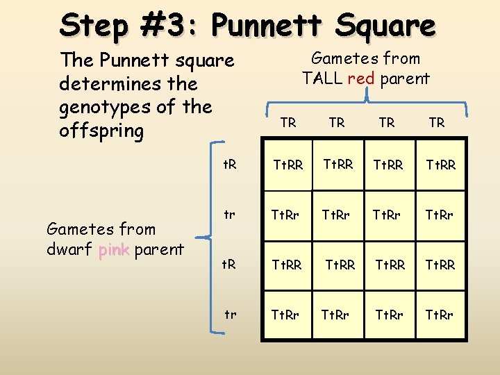 Step #3: Punnett Square The Punnett square determines the genotypes of the offspring Gametes