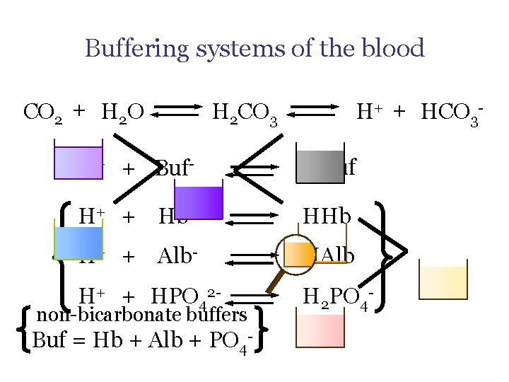 Buffering systems of the blood CO 2 + H 2 O H+ + HCO