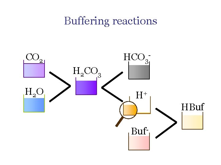 Buffering reactions HCO 3 - CO 2 H 2 CO 3 H 2 O