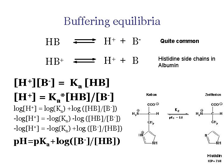 Buffering equilibria HB H+ + B- HB+ H+ + B [H+][B-] = Ka [HB]