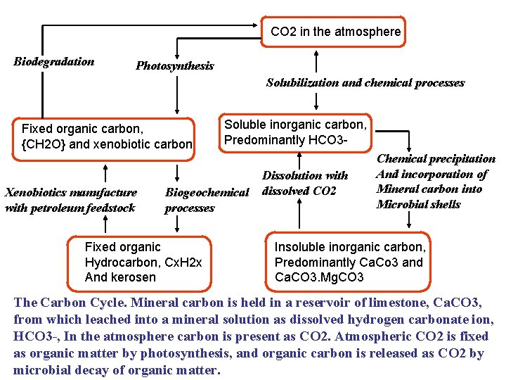 CO 2 in the atmosphere Biodegradation Photosynthesis Solubilization and chemical processes Fixed organic carbon,