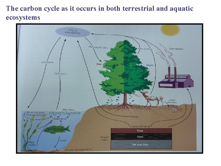 The carbon cycle as it occurs in both terrestrial and aquatic ecosystems 