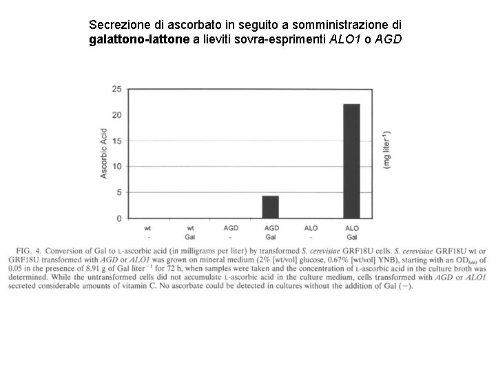 Secrezione di ascorbato in seguito a somministrazione di galattono-lattone a lieviti sovra-esprimenti ALO 1