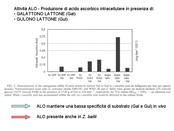 Attività ALO - Produzione di acido ascorbico intracellulare in presenza di: • GALATTONO LATTONE