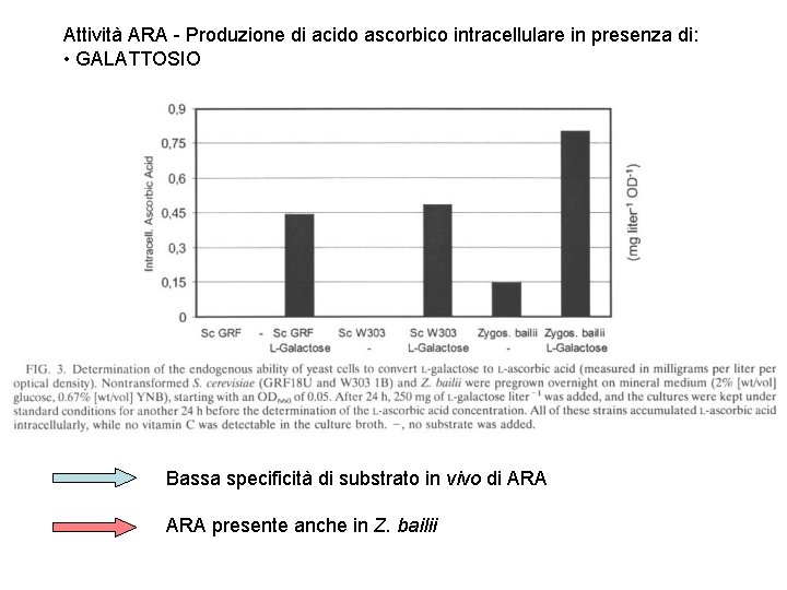 Attività ARA - Produzione di acido ascorbico intracellulare in presenza di: • GALATTOSIO Bassa