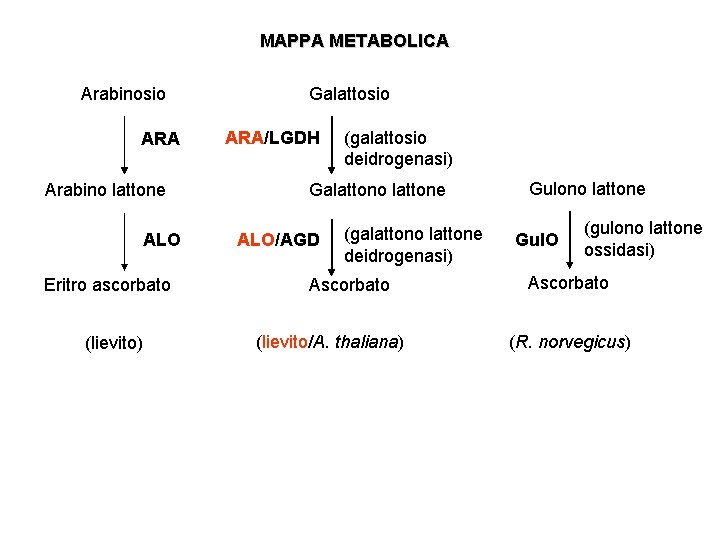 MAPPA METABOLICA Arabinosio ARA Arabino lattone ALO Eritro ascorbato (lievito) Galattosio ARA/LGDH (galattosio deidrogenasi)