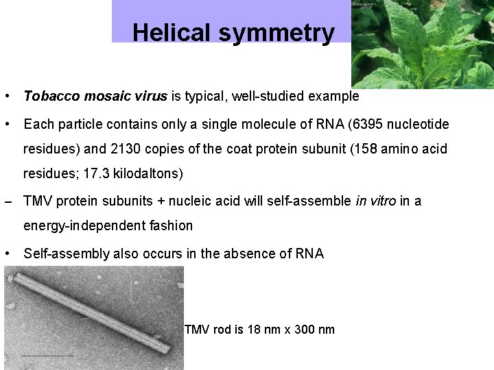 Helical symmetry • Tobacco mosaic virus is typical, well-studied example • Each particle contains