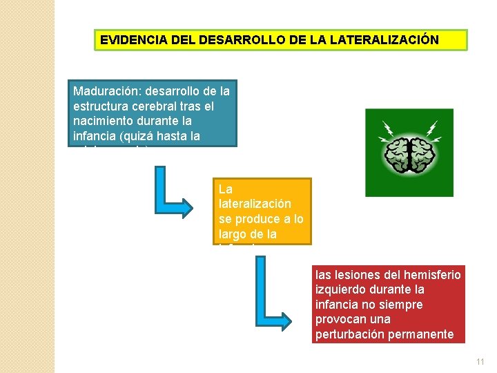 EVIDENCIA DEL DESARROLLO DE LA LATERALIZACIÓN Maduración: desarrollo de la estructura cerebral tras el