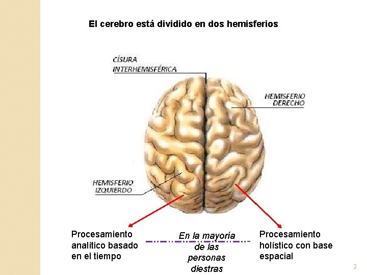 El cerebro está dividido en dos hemisferios Procesamiento analítico basado en el tiempo En