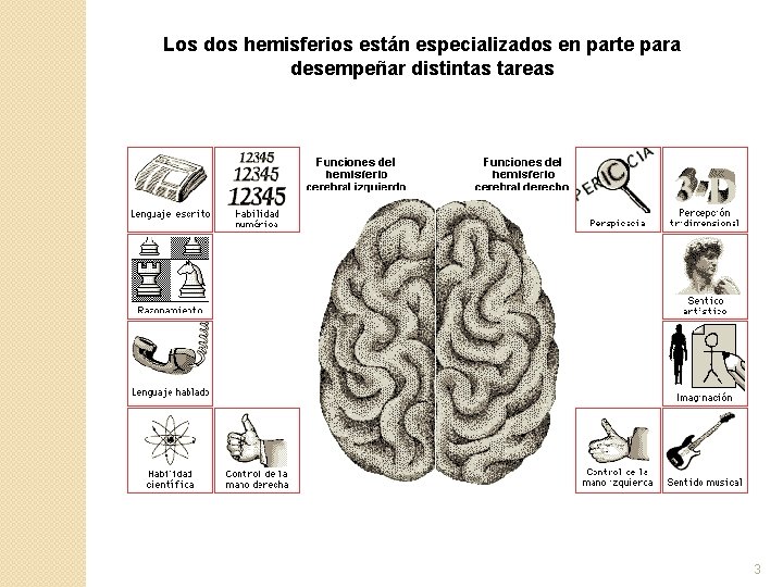 Los dos hemisferios están especializados en parte para desempeñar distintas tareas 3 