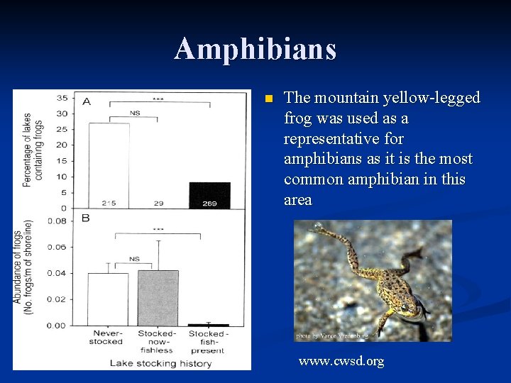 Amphibians n The mountain yellow-legged frog was used as a representative for amphibians as