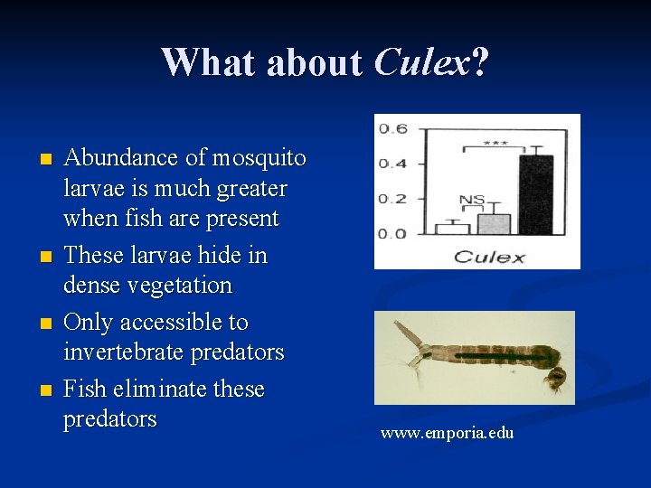 What about Culex? n n Abundance of mosquito larvae is much greater when fish