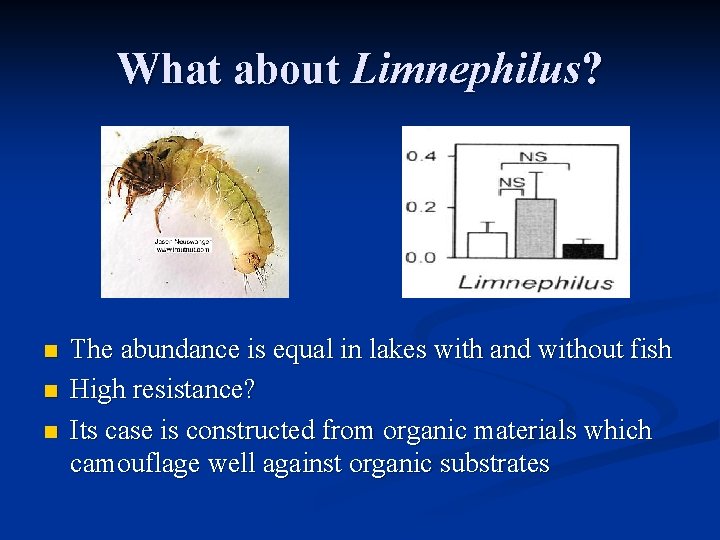 What about Limnephilus? n n n The abundance is equal in lakes with and